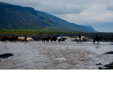 Riding with the Herd in Iceland 